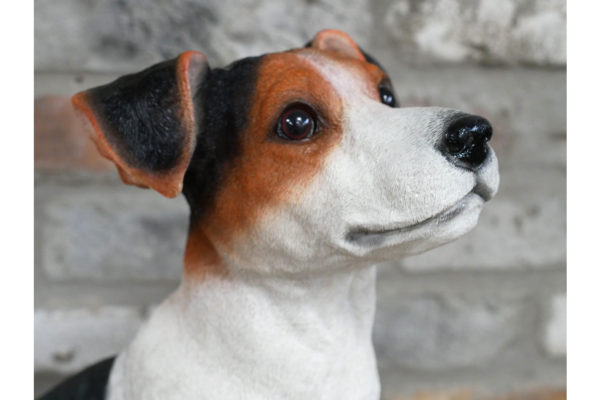 Jack Russell - Image 2