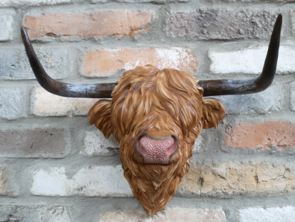 Cow Head