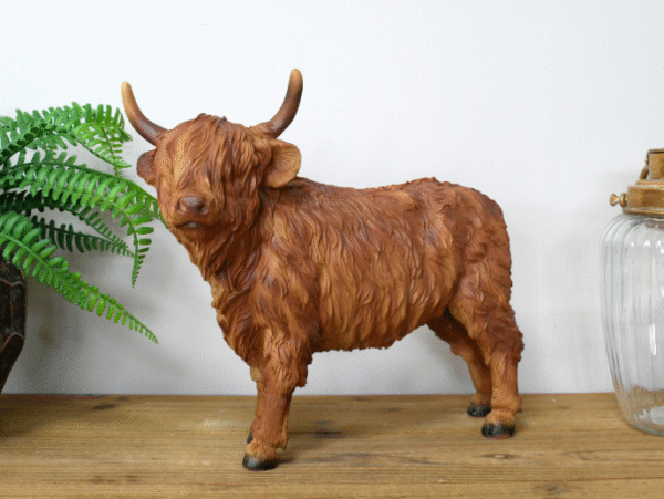 Highland Cow