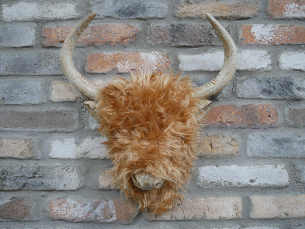 Woolly Highland Cow Wall Decoration