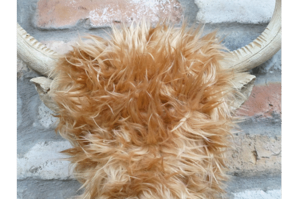 Woolly Highland Cow Wall Decoration - Image 3